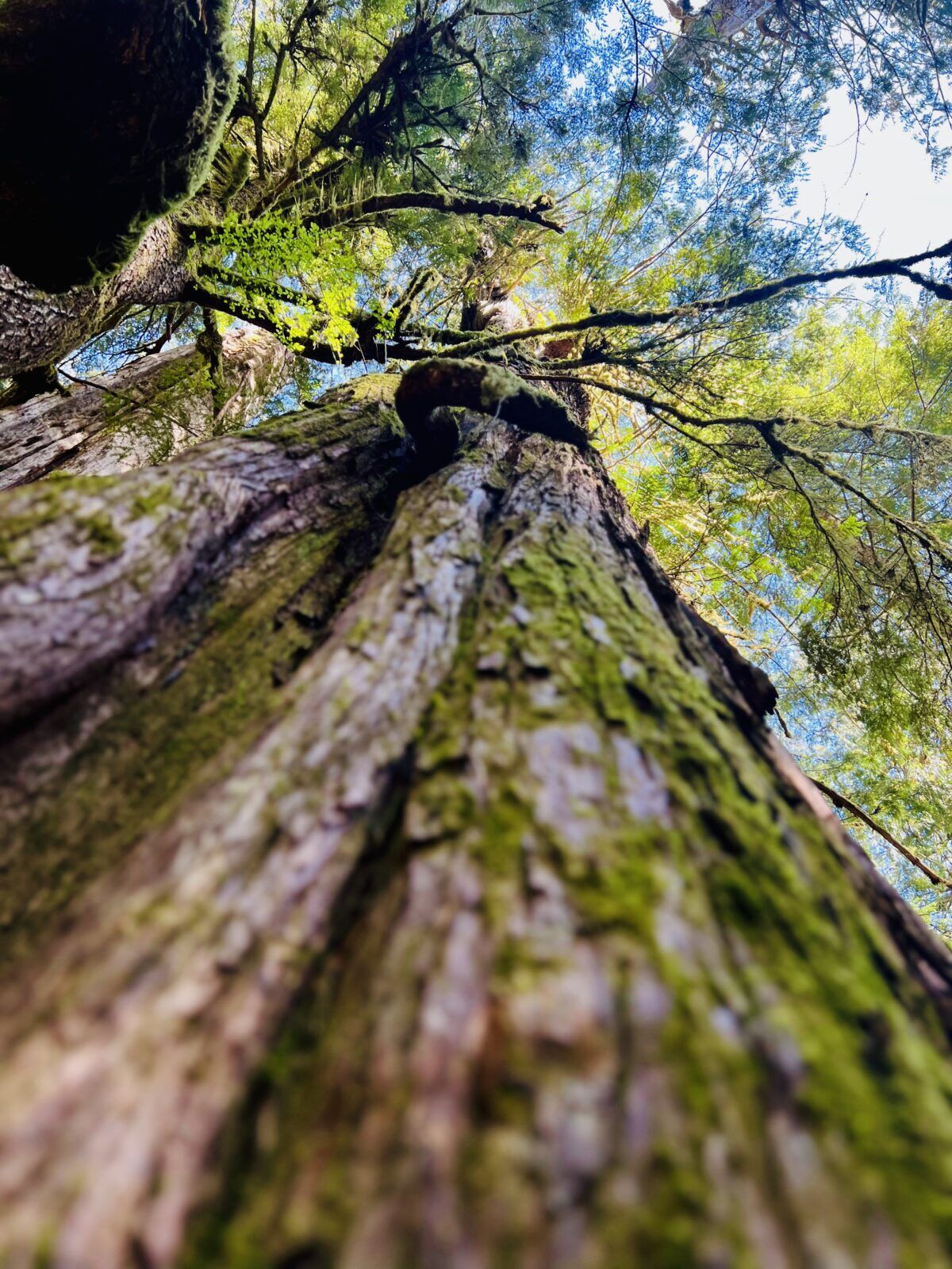 Avatar Grove Vancouver Island BC - Explore the Majestic Forest - Port ...